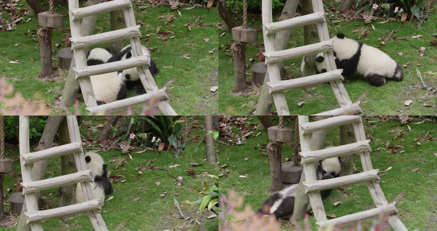 可爱顽皮的大熊猫幼崽一起玩耍嬉戏打闹追逐