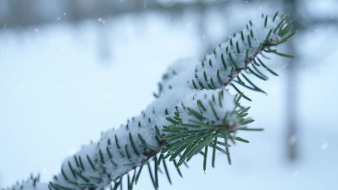 雪 松树 松枝