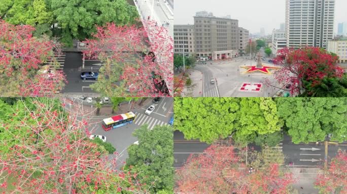 广州街头随处可见火红怒放的木棉花