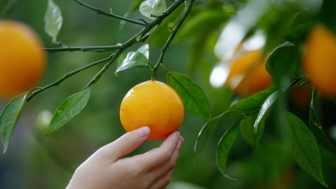 果园 橘子 水果丰收