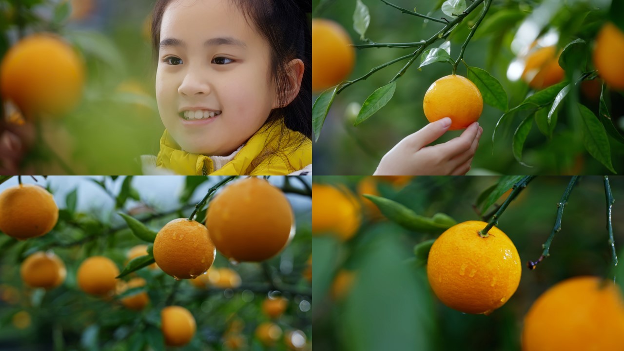 果园 橘子 水果丰收