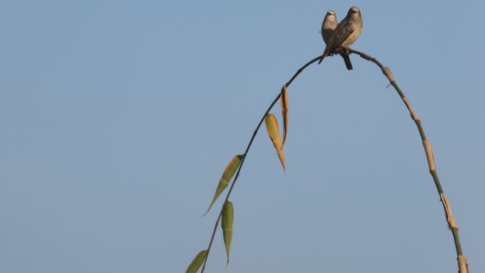 两只灰头椋鸟站在竹枝上