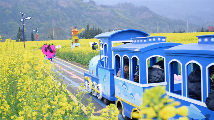 美丽乡村油菜花开现代农业观光田园