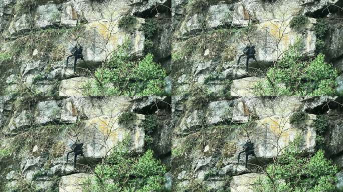 重庆南川：金佛山黑叶猴“家”大了
