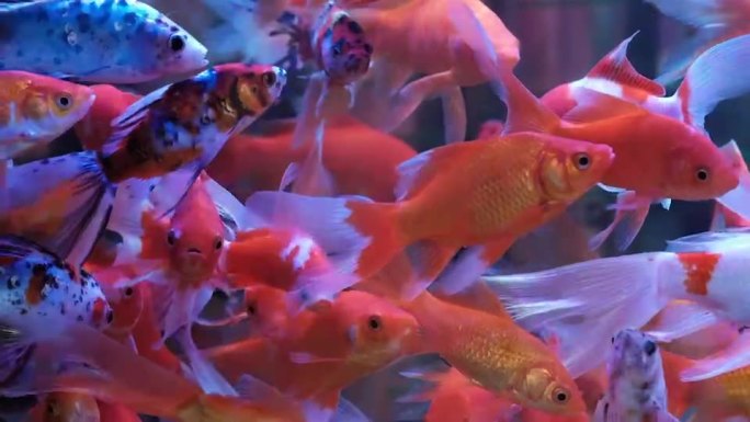 高清4k实拍金鱼水族馆观赏鱼锦鲤鱼群鱼缸
