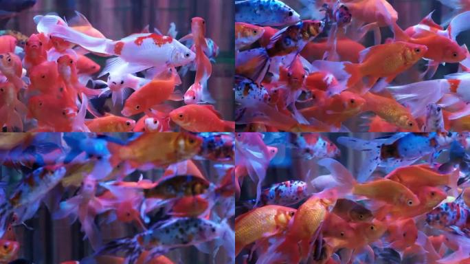 高清4k实拍金鱼水族馆观赏鱼锦鲤鱼群鱼缸