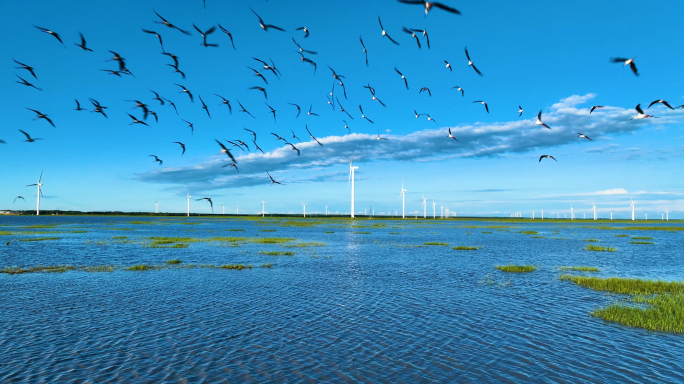 生态湿地鸟群 风力发电 风车