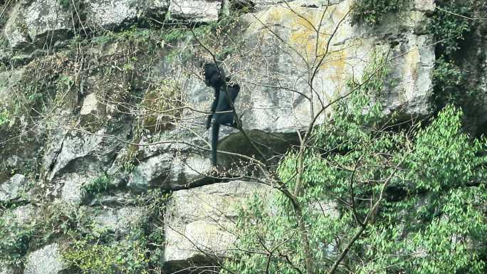 重庆南川：金佛山黑叶猴“家”大了