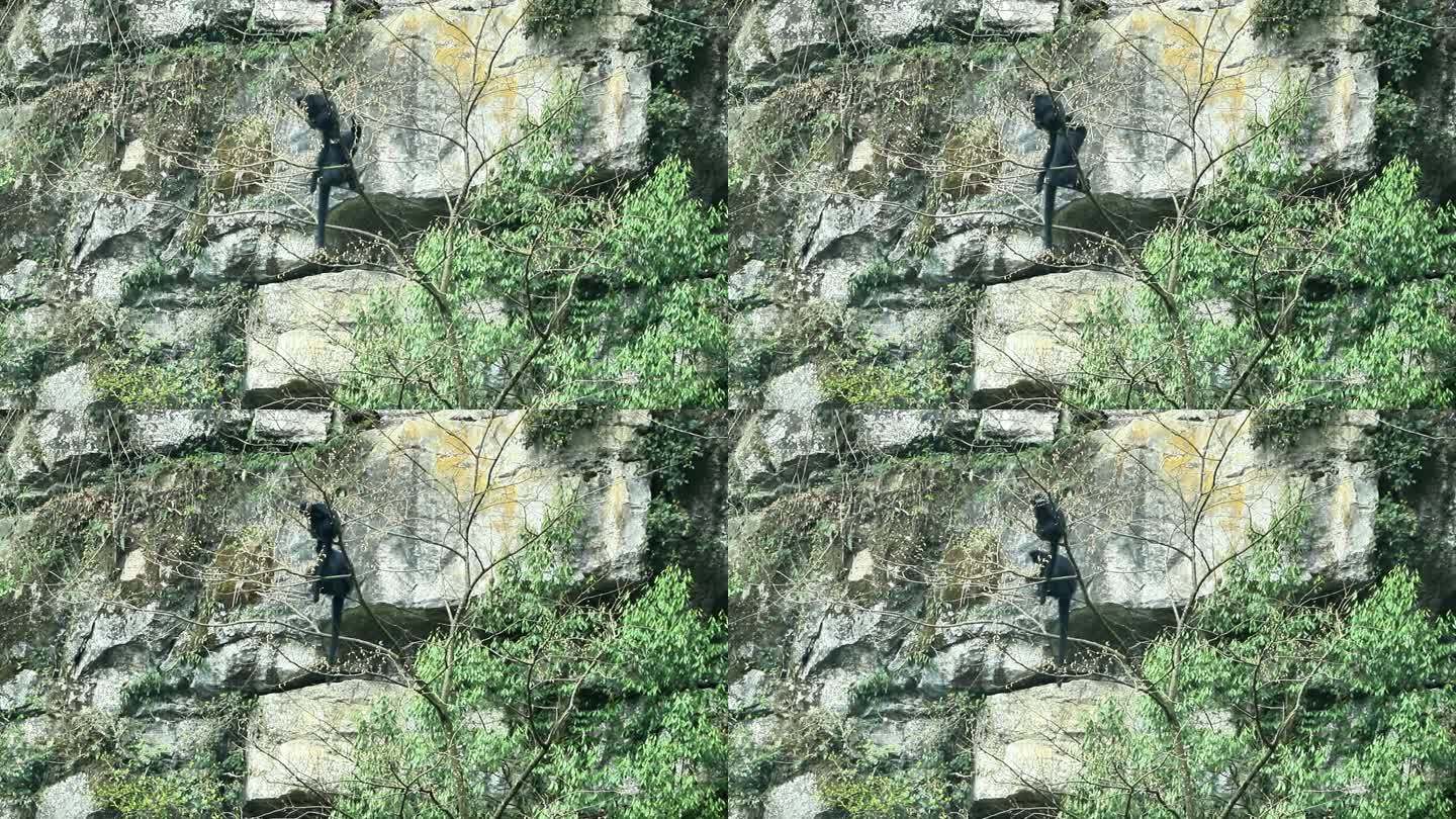 重庆南川：金佛山黑叶猴“家”大了