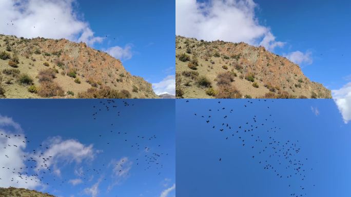 西藏的乌鸦群在蔚蓝的天空中飞翔盘旋