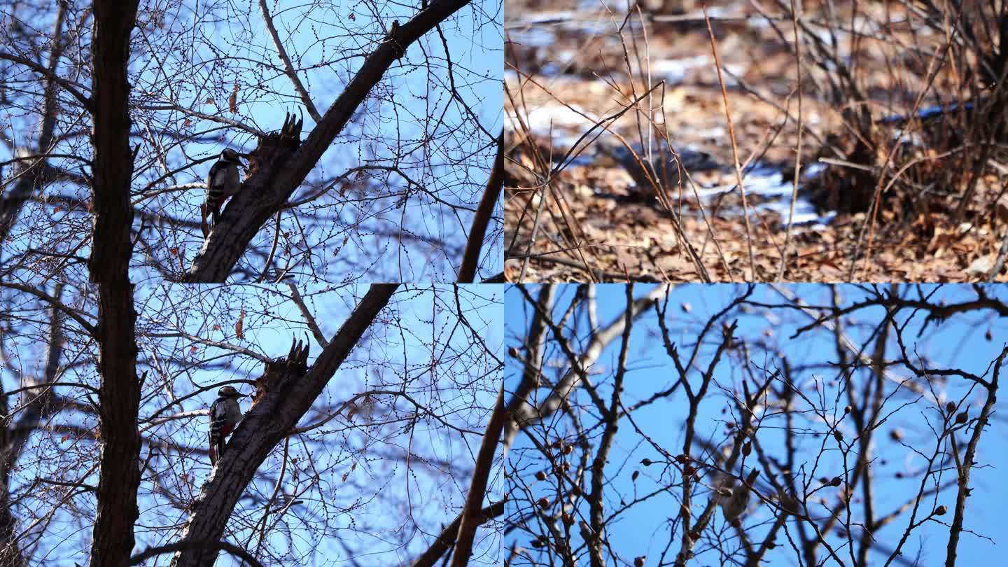 喜鹊 小鸟吃果实 慢动作 冬季