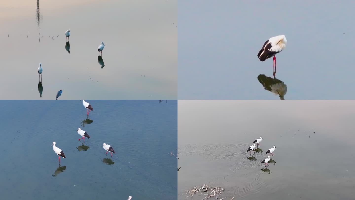 成群的东方白鹳湿地觅食捕鱼