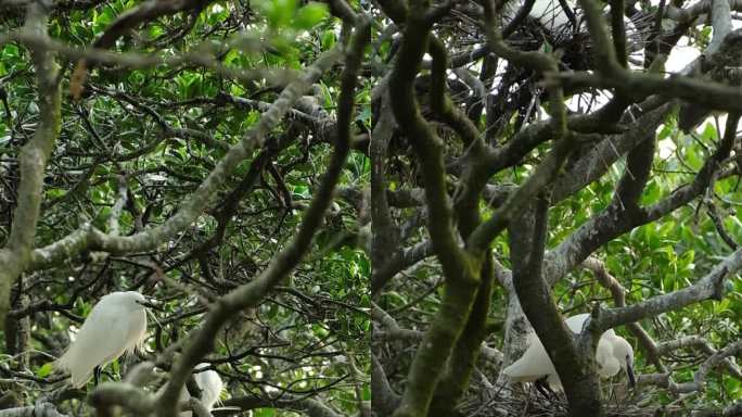 白鹭 鹭鸟 小白鹭在树上的合集