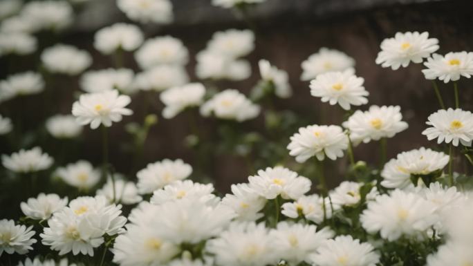 清明节白菊 祭奠 清明献花