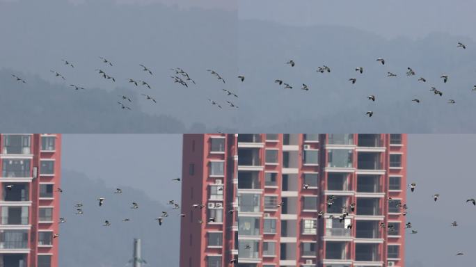 一群灰头麦鸡野鸟在城市高楼间飞行