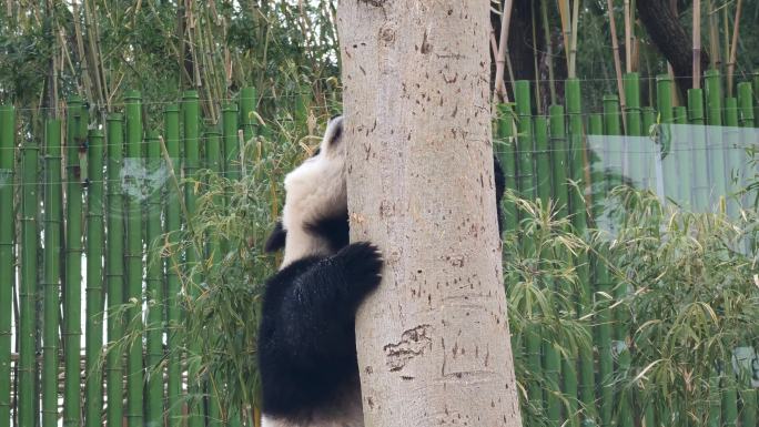 武汉动物园可爱的大熊猫