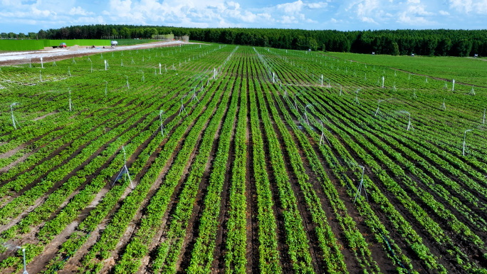 4K航拍高标准农田水肥一体化灌溉