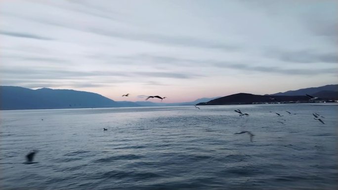 傍晚洱海的海鸥