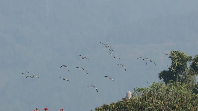 迁徙中的灰头麦鸡飞翔在城市湿地公园上空