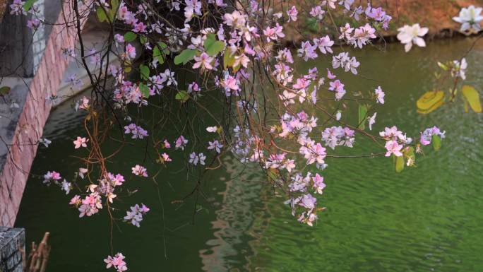 春天的花朵与湖水