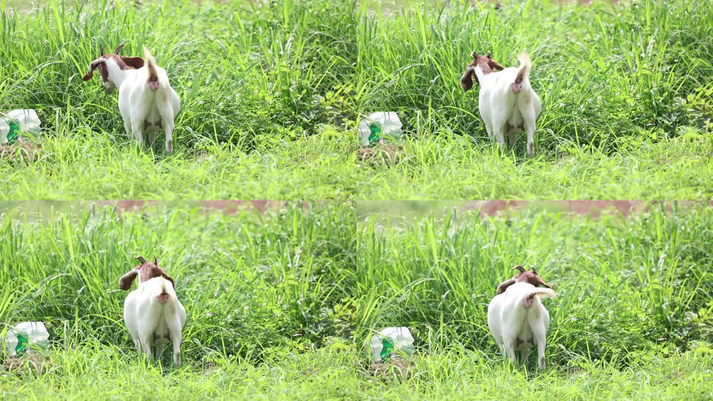 山羊在菜地吃草4k动物空镜素材
