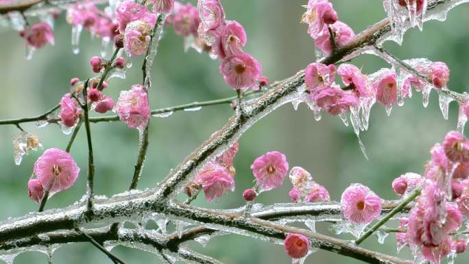 冰冻冻雨下的梅花腊梅