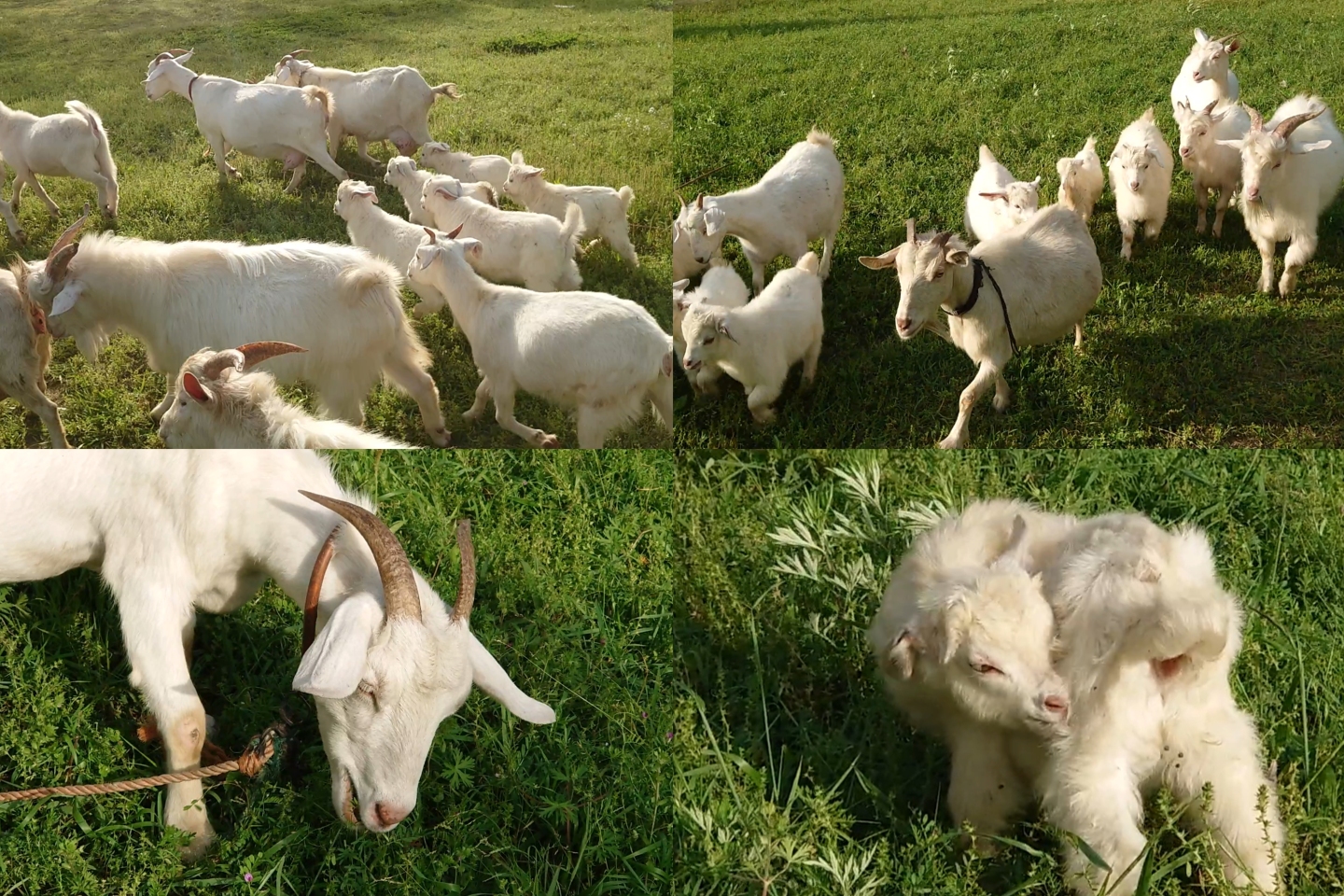 山羊 放羊 羊群 羊吃草