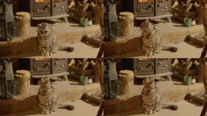 一只塞尔柯克雷克斯猫在火炉旁取暖
