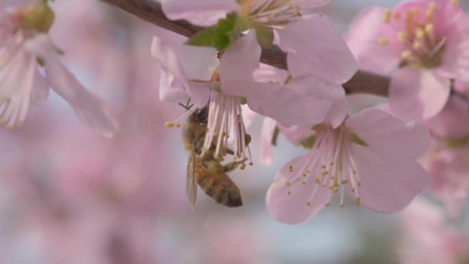 春天桃花花朵盛开蜜蜂采蜜