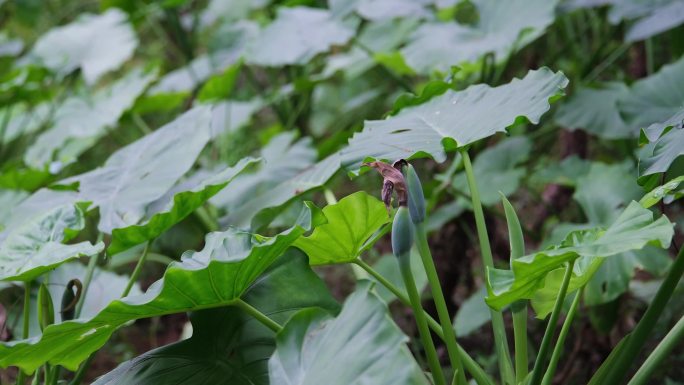 海芋 滴水观音环保 大叶植物 热带植物