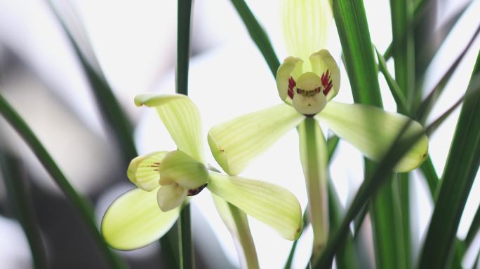 唯美园林兰花花开  微距特写