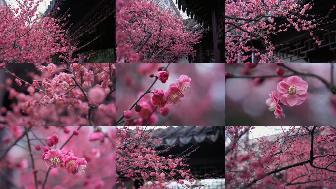 春分时节苏州园林里的红色梅花