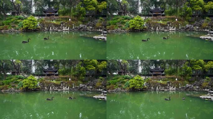 江南中式古典园林春天南京瞻园庭院自然风光