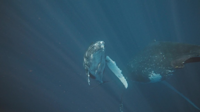 座头鲸幼崽和母亲从深蓝色的海洋深处升起，水下慢动作