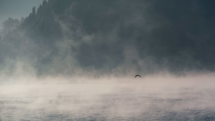 清晨雾气腾腾的湖面上飞过一只鸟