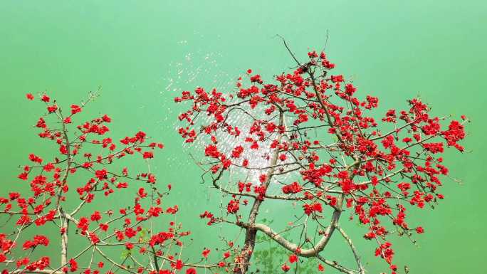 春天  春江水暖 红木棉花开 英雄花