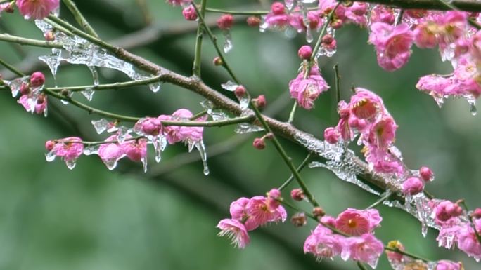 冰冻冬雨中的梅花腊梅