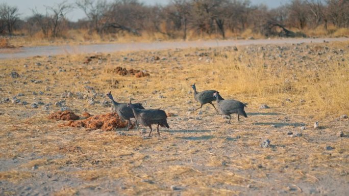 非洲的鸟儿在大草原上奔跑
非洲野生动物，纳米比亚野生动物园