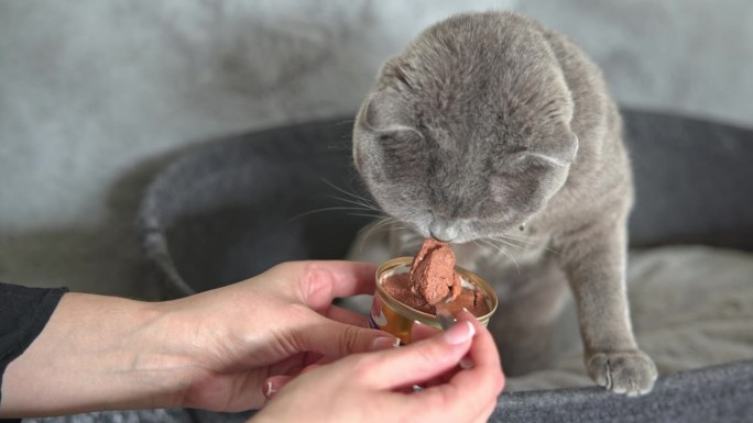 宠物的女主人，用金枪鱼罐头喂她美丽的苏格兰折耳短毛猫