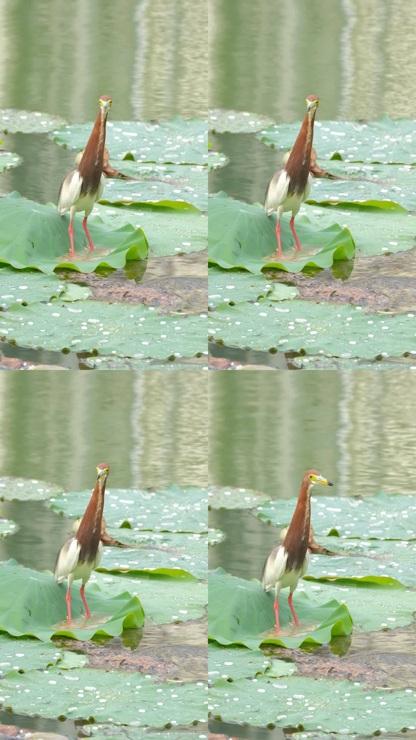 池鹭 鹭鸟 水鸟 鸟