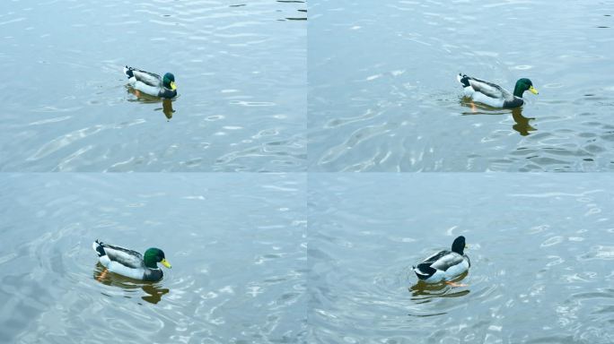 绿头鸭水面游动的绿头鸭