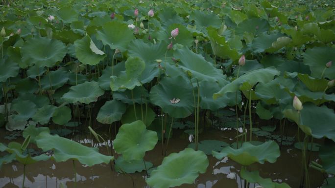 夏日池塘里的大片唯美荷花动感韵姿