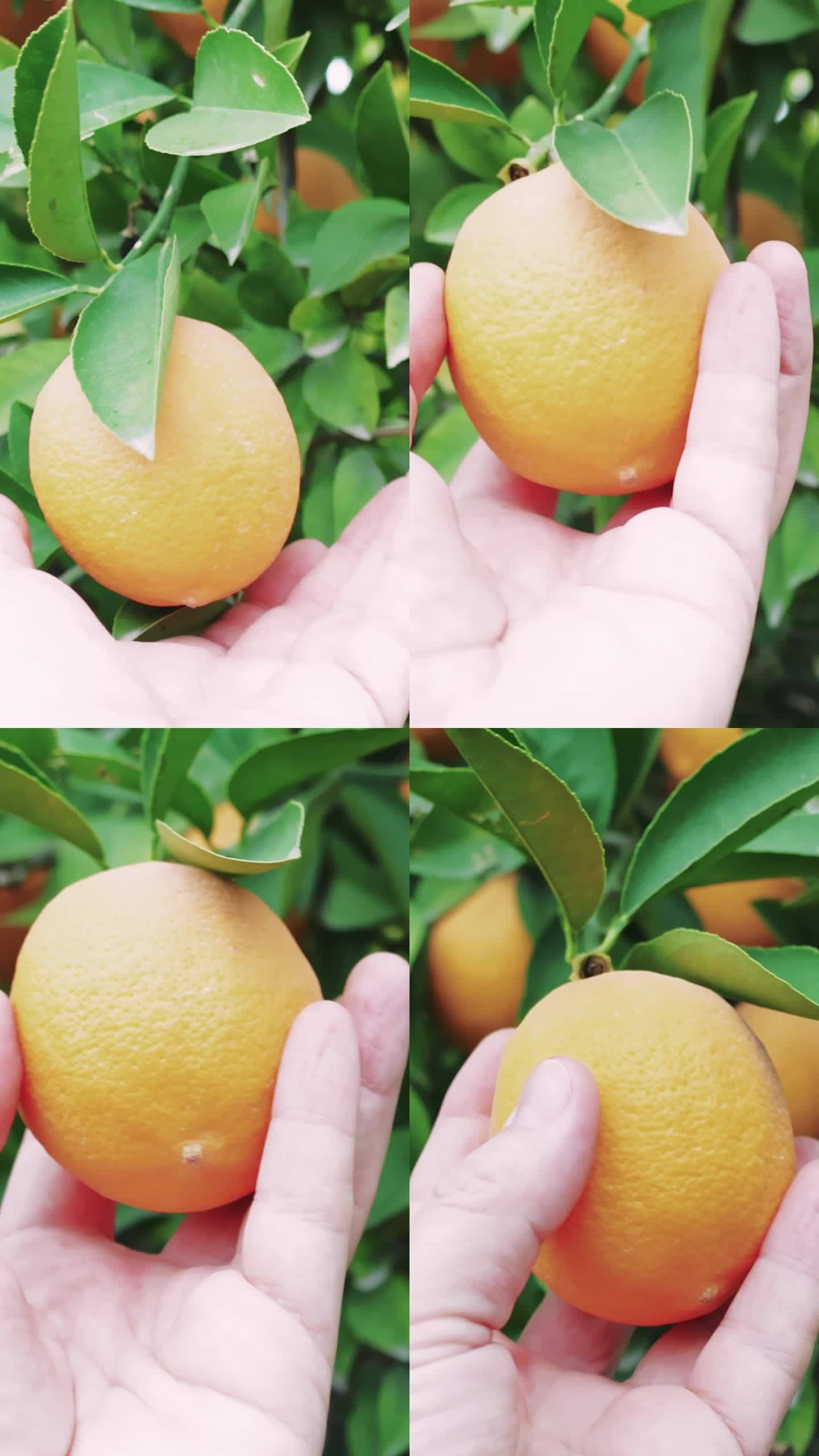 手摘成熟的柠檬为有机食品准备。花园中的柠檬树，展示有机食品成分。采摘柑橘为有机食品配方，自然新鲜