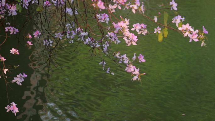 碧绿湖水上的紫荆花摇曳