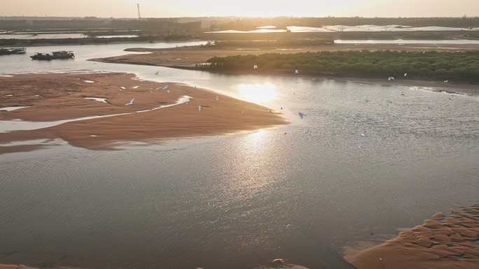 湛江乐民港红树林白鹭滩涂湿地保护区航拍