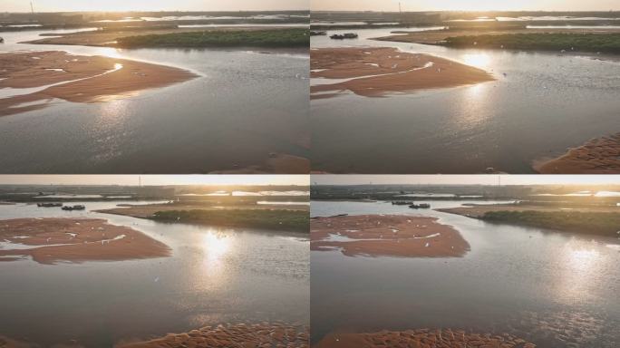 湛江乐民港红树林白鹭滩涂湿地保护区航拍