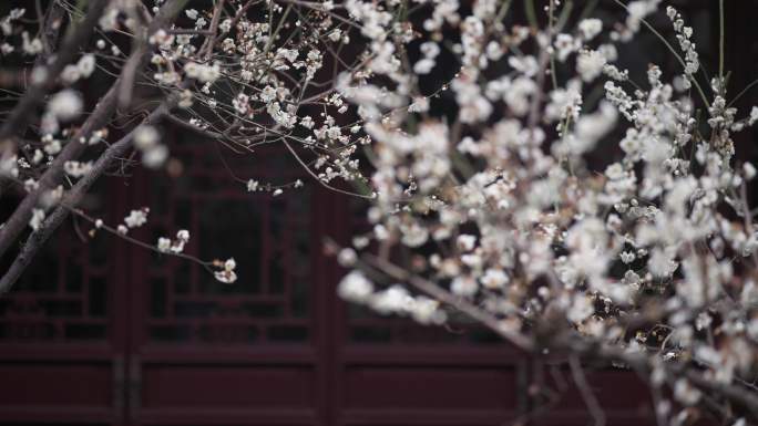 春分时节苏州园林里的白色梅花