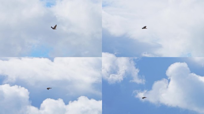 红尾鹰在云中划过天空