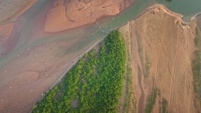 湛江乐民港红树林白鹭滩涂湿地保护区航拍