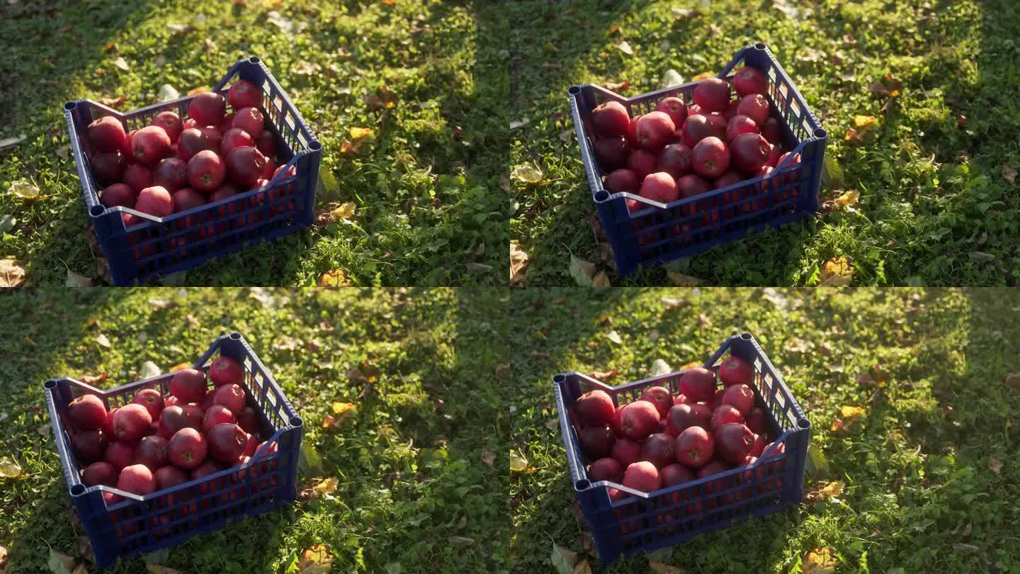 秋天，花园里的盒子里装着成熟的红苹果